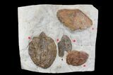 Wide Plate with Five Fossil Leaves - Montana #165054-1